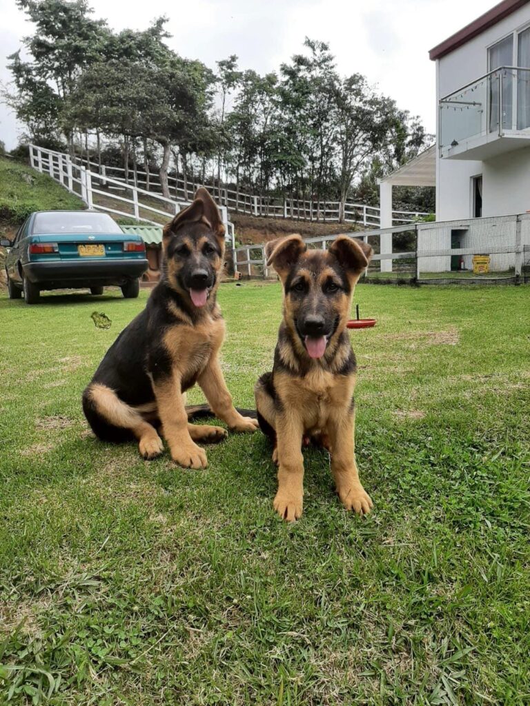 criadero colombia